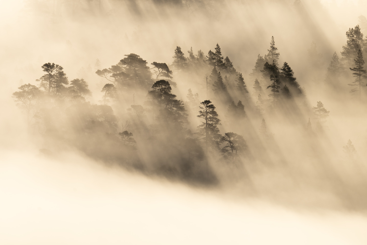 The ever changing fog transiently revealed the distant pine tops