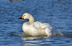 Bewick's Swan