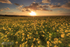 Field of Gold