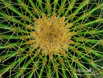 Nature-33