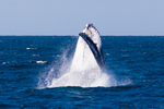 Ocean Breach 1  0A3A3712