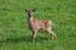 Red Deer