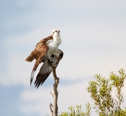 Osprey_0005