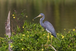 Tricolored Heron _0002