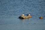 Arctic Terns