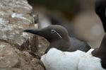 Common Guillemot