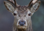 Red Deer