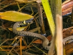 Grass Snake