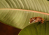 Small Creatures-10
