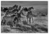 Wild Horses - 02