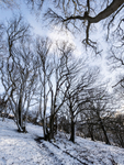 0675 Ragleth Wood