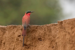 Carmine Bee-eater