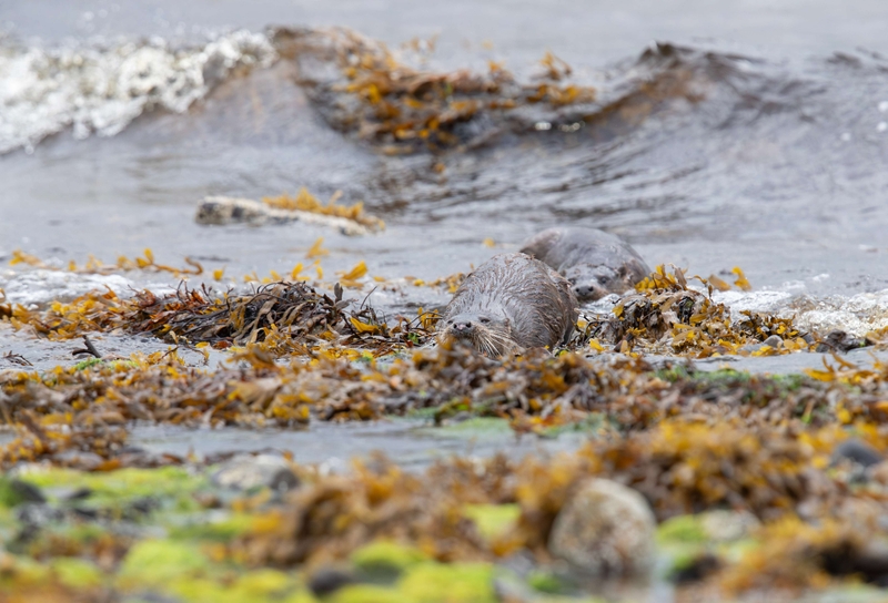 Eurasian Otter - Isle of Mull - Scotland