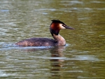 Great Crested Grebe