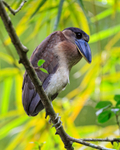 Boat-billed Heron portfolio