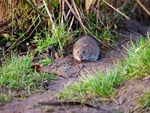 Brown Rat