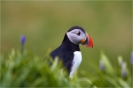 Pensive Puffin