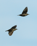 Starlings in flight at Otmoor