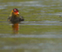 COOTS