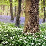 Bluebells & Garlic