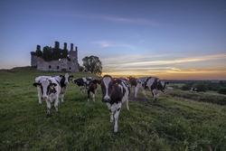 #86   Carbury Cows