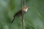 Marsh Warbler portfolio