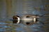 Pintail