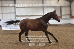 BPP_1829