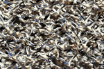 Snow Goose mass take-off, Bosque del Apache, New Mexico