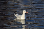Black-headed Gull