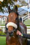 111024-Race 4-End Of Story-1895