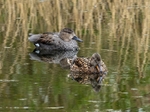 Gadwall