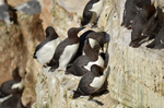 Common Guillemots