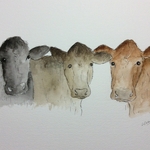 Three cows