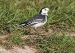 Pied Wagtail 2
