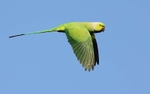 Rose Ringed Parakeet