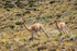 Vicunas running, near Salar de Talar, Atacama Desert, Chile