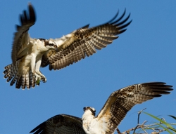Osprey_0013