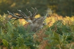 Deer portfolio