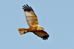 Marsh Harrier (Circus aeruginosus) male