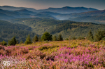 Heather in bloom, Coed y Brenin