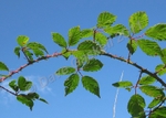 Bramble Branch, IMG_0973