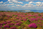z1079 Pink Heather, Ventnor Down