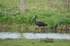 Glossy Ibis