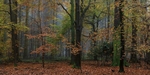 Misty Autumn Woodland No. 6