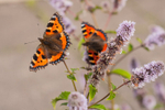 Small Tortoiseshell