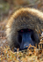 Olive Baboon