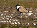 Spur Winged Plover