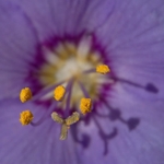 Flower Study 03 C
