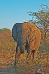 Elephant - Timbavati, South Africa